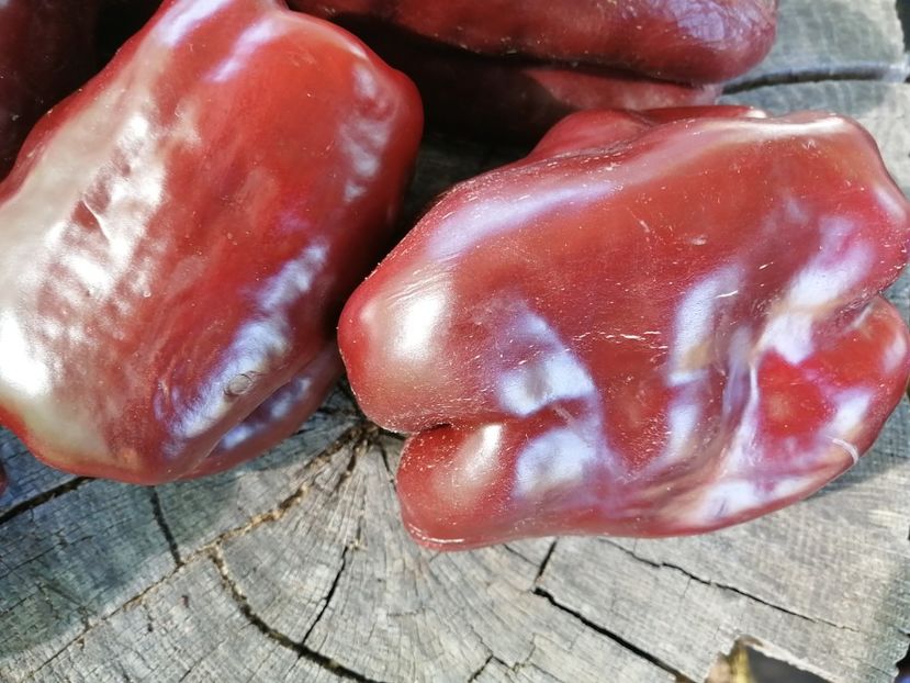  - SEMINTE ARDEI - A 73 CHOCOLATE EMERALD GIANT