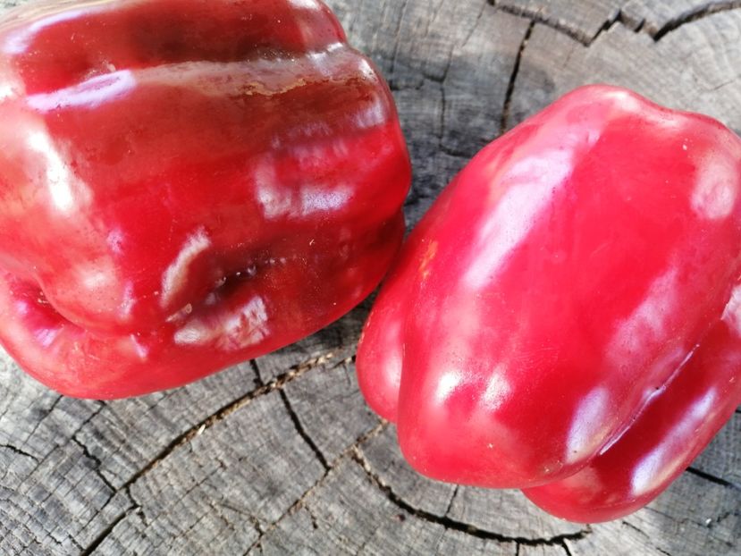  - SEMINTE ARDEI - A 69 PURPLE BELL