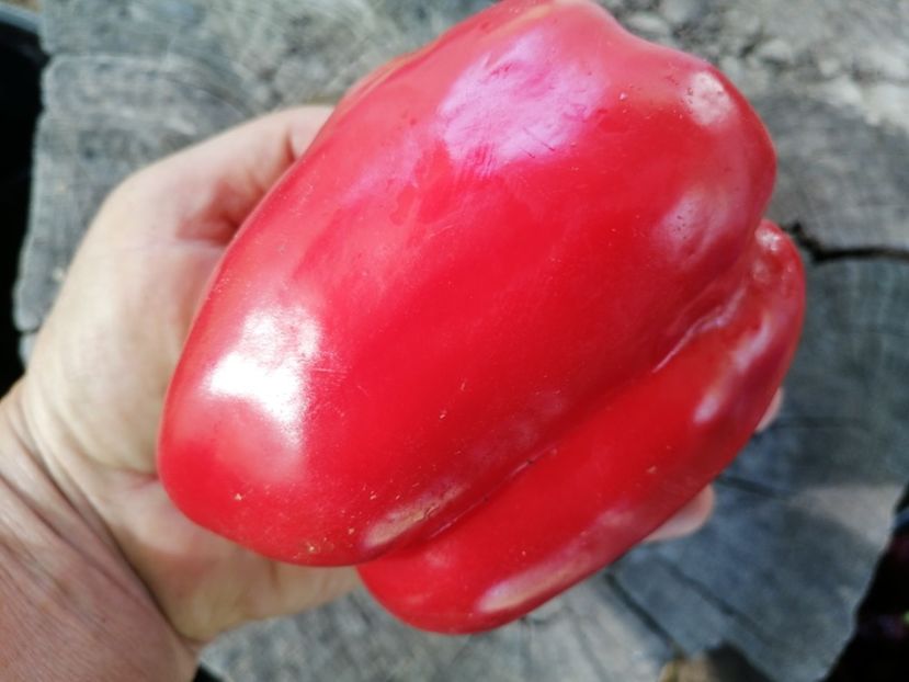  - SEMINTE ARDEI - A 69 PURPLE BELL