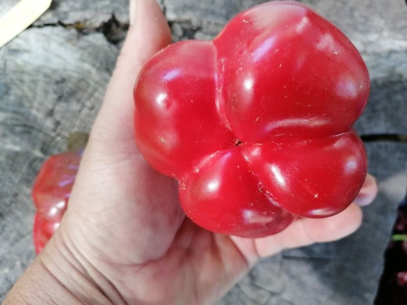  - SEMINTE ARDEI - A 69 PURPLE BELL