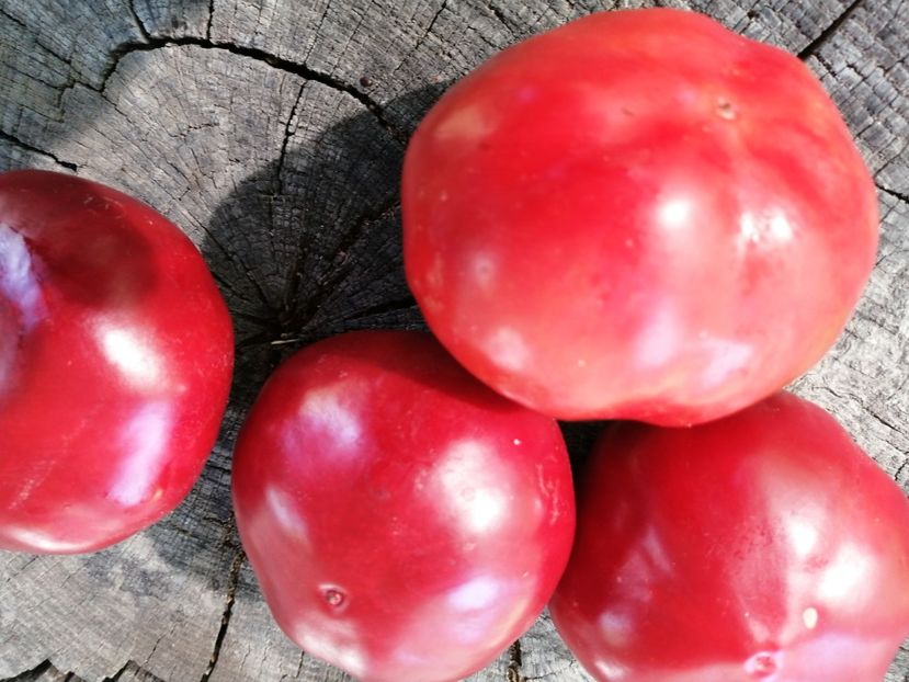  - SEMINTE ARDEI - A 70 MARISHA