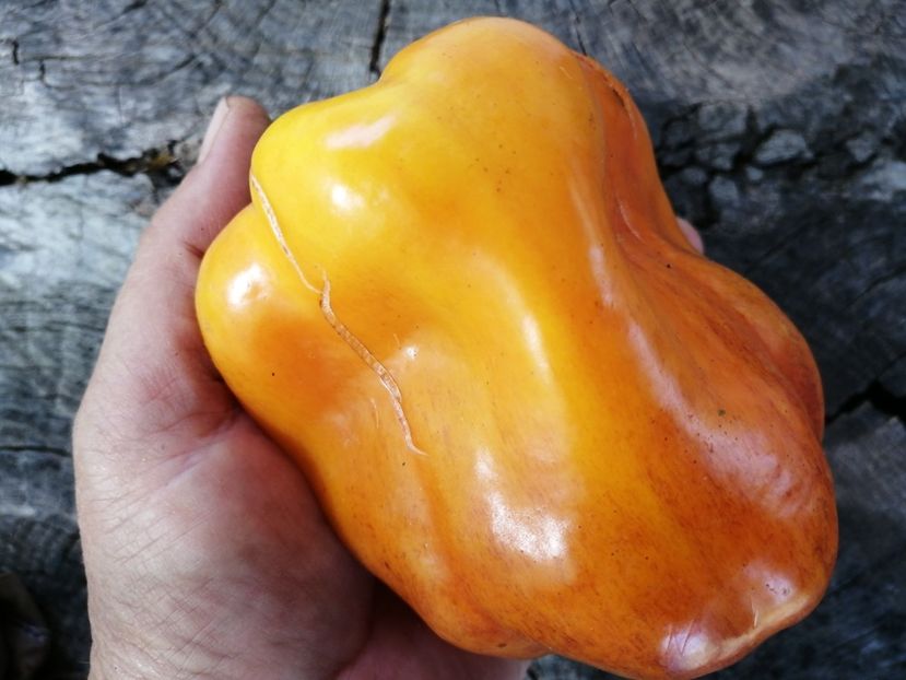  - SEMINTE ARDEI - A 77 BLOT