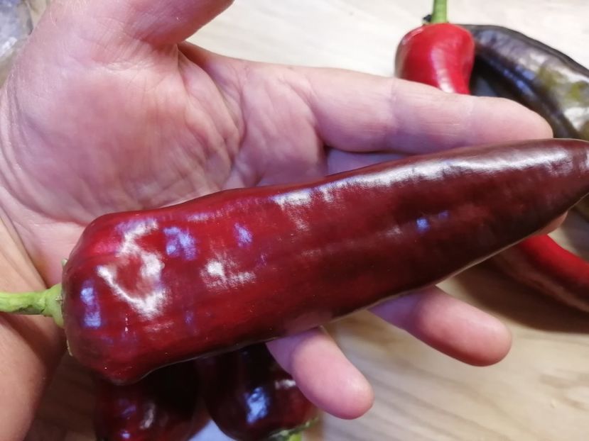  - SEMINTE ARDEI - A 87 MARCONI PURPLE