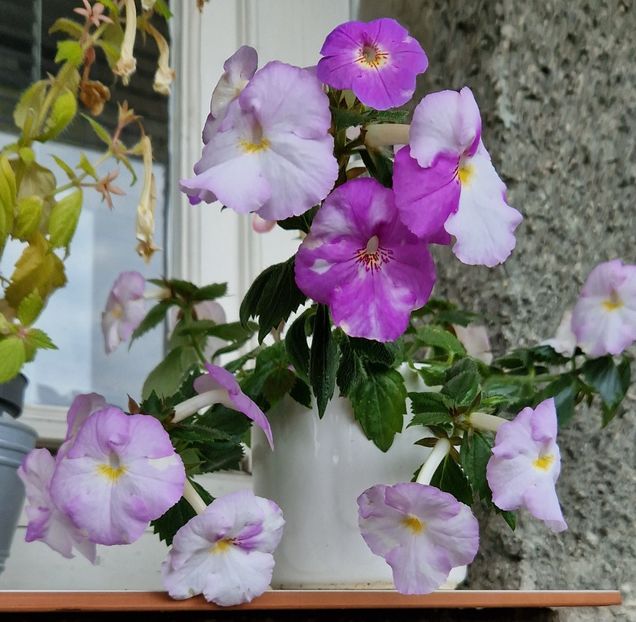  - Humberto Vitorino R