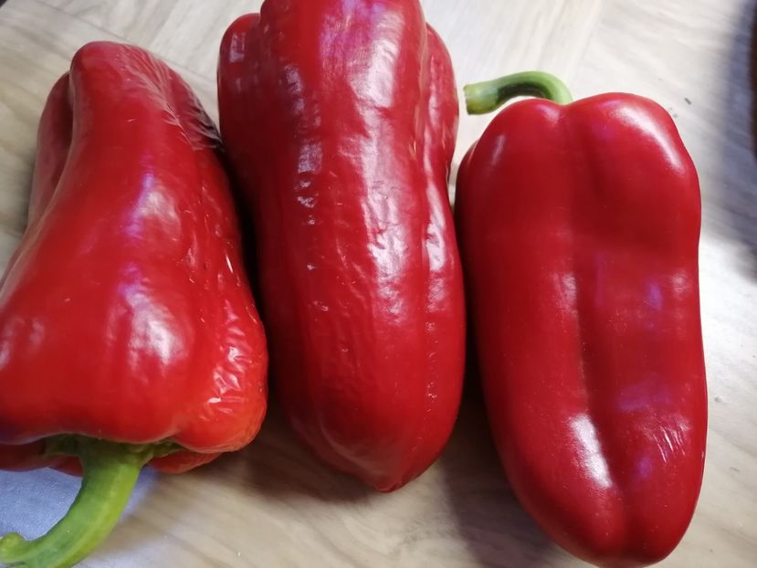  - SEMINTE ARDEI - A 80 MARINKA TONGUE