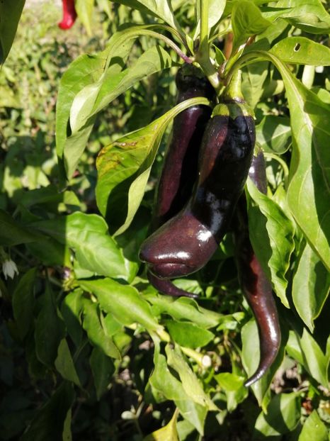  - SEMINTE ARDEI - A 87 MARCONI PURPLE