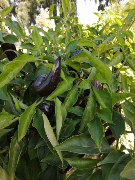  - SEMINTE ARDEI - A 87 MARCONI PURPLE