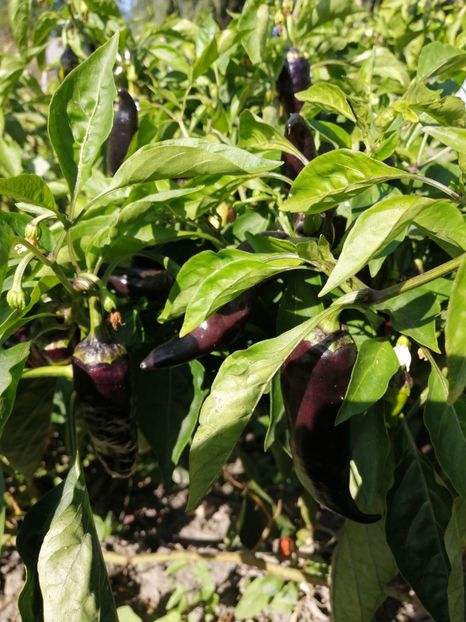  - SEMINTE ARDEI - A 87 MARCONI PURPLE