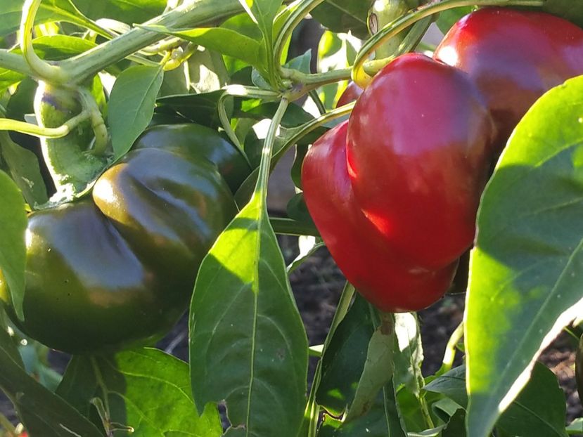  - SEMINTE ARDEI - A 85 GOGOSAR BUCUR