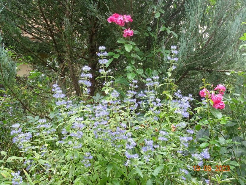  - Copacei si arbusti 2023