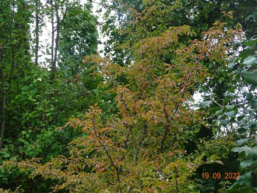  - Copacei si arbusti 2023