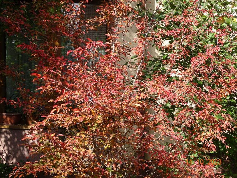  - Copacei si arbusti 2023