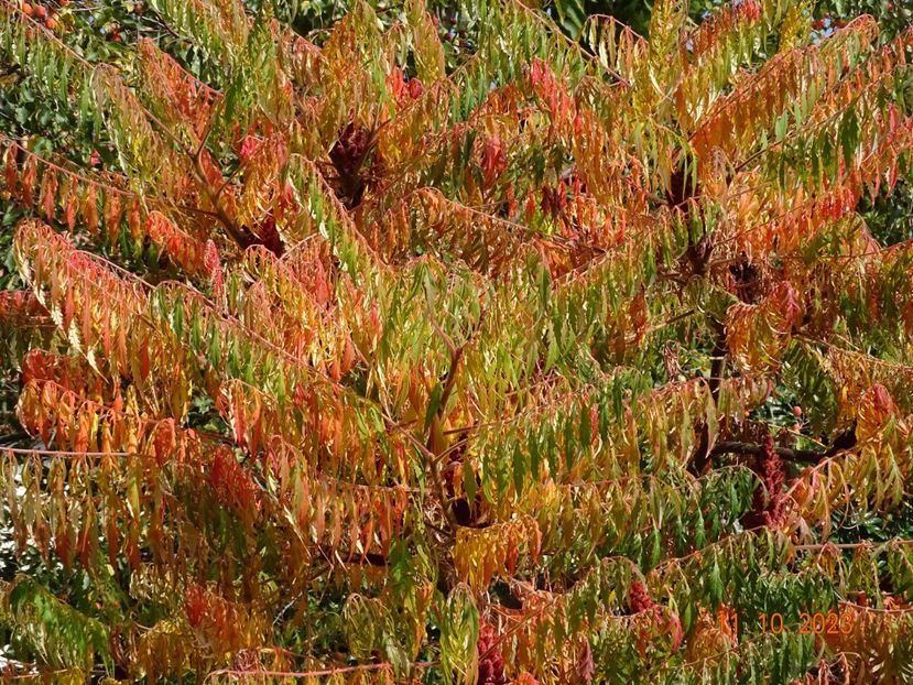  - Copacei si arbusti 2023