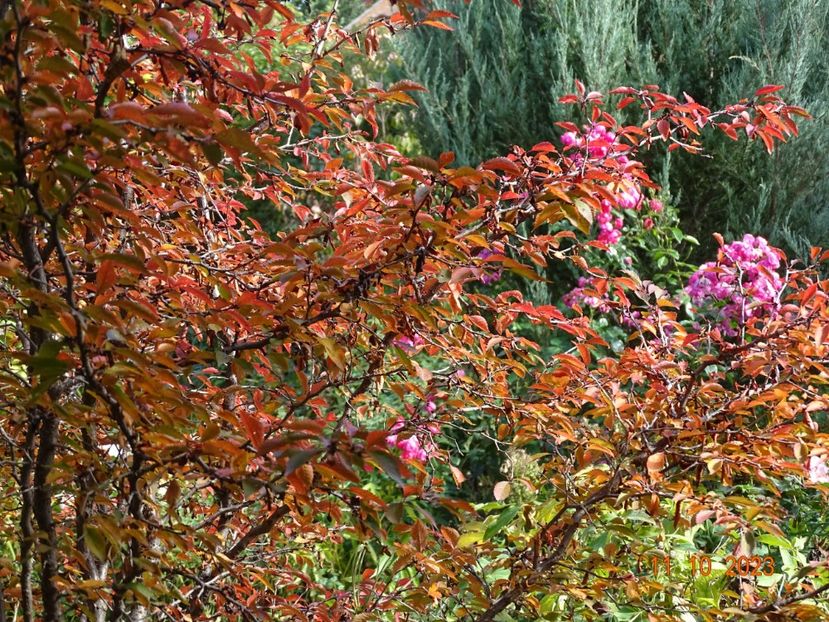  - Copacei si arbusti 2023