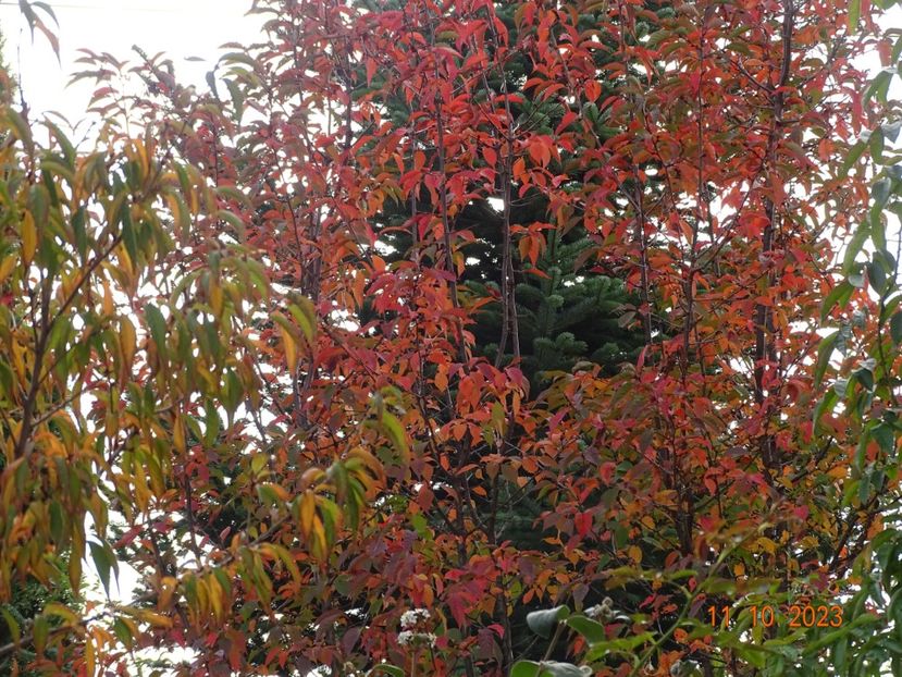  - Copacei si arbusti 2023