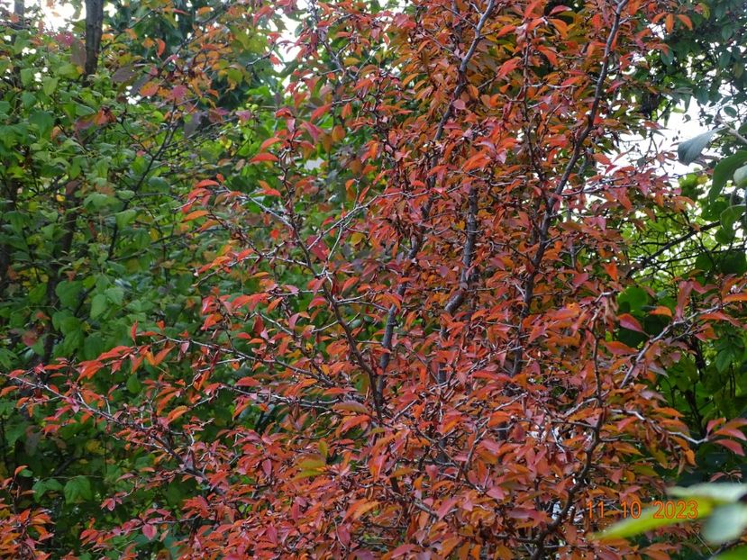  - Copacei si arbusti 2023