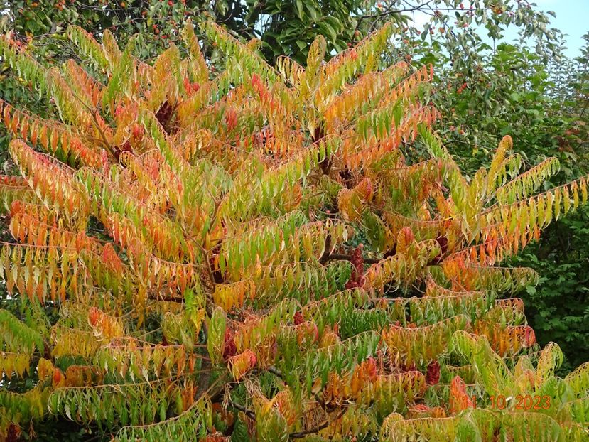  - Copacei si arbusti 2023