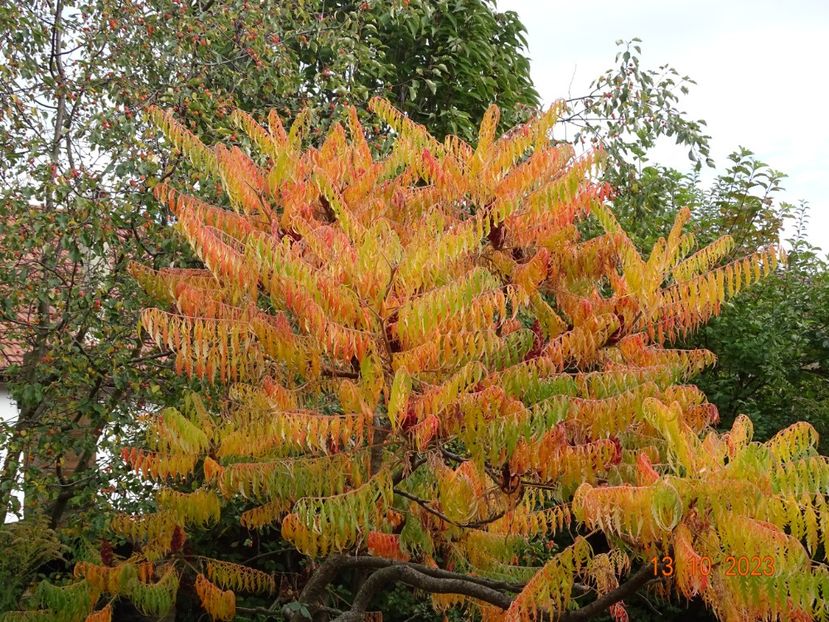  - Copacei si arbusti 2023