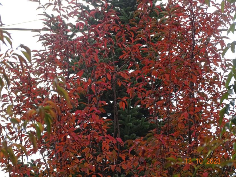  - Copacei si arbusti 2023