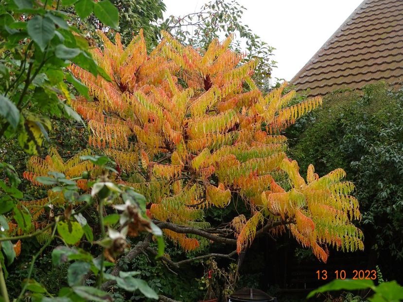  - Copacei si arbusti 2023