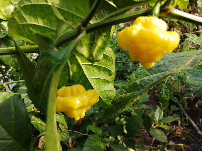  - SEMINTE ARDEI IUTE - AI 81 MA WARTRIX YELLOW - NEIZOLAT