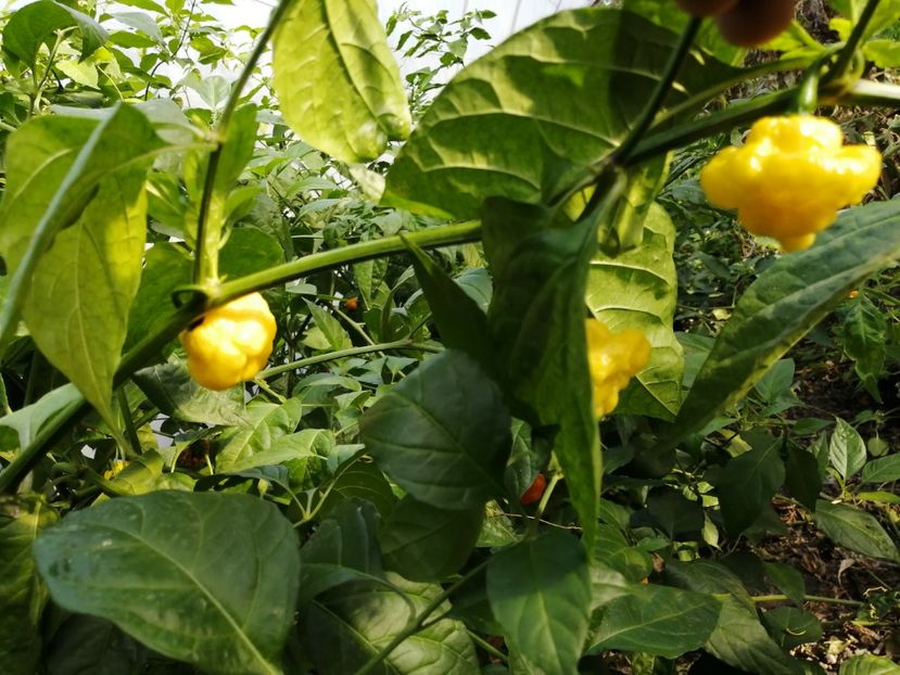  - SEMINTE ARDEI IUTE - AI 81 MA WARTRIX YELLOW - NEIZOLAT