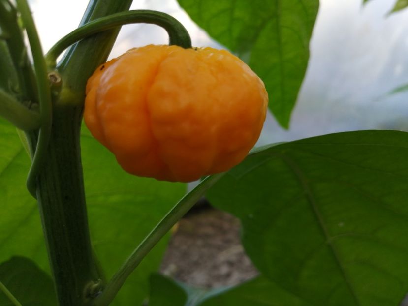  - SEMINTE ARDEI IUTE - AI 133 WARTRIX ORANGE