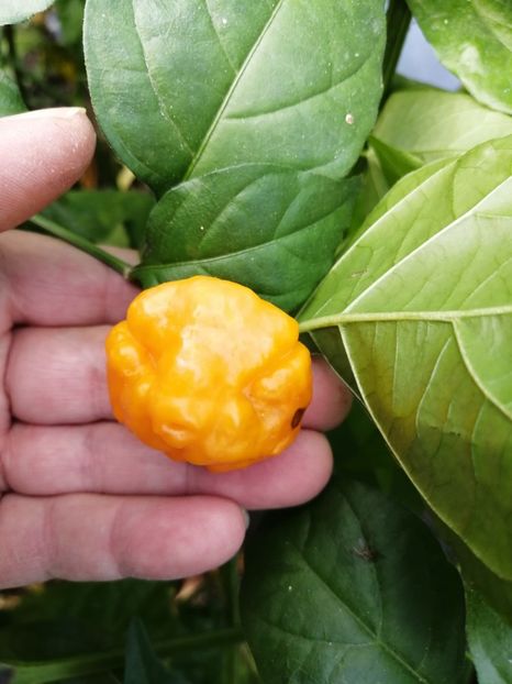  - SEMINTE ARDEI IUTE - AI 133 WARTRIX ORANGE