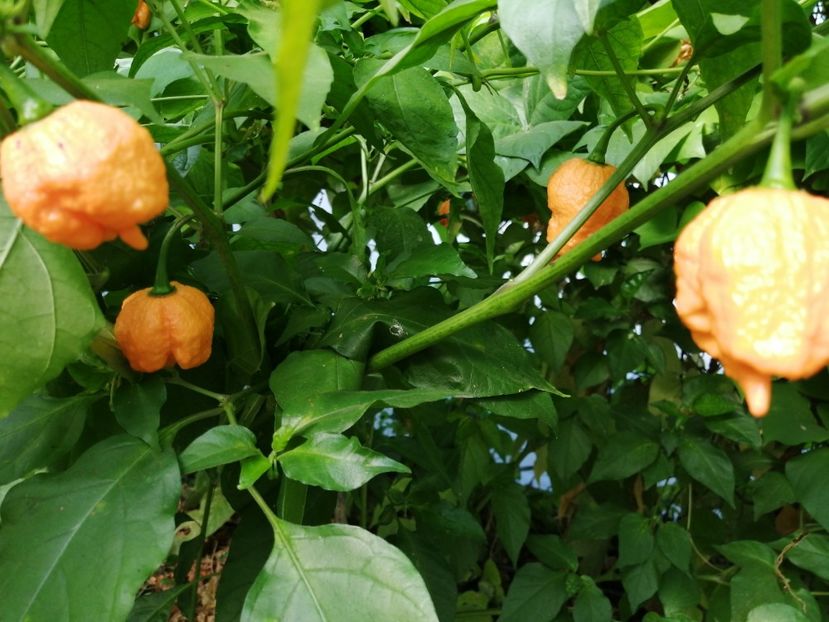  - SEMINTE ARDEI IUTE - AI 132 CAROLINA REAPER PEACH neizolat