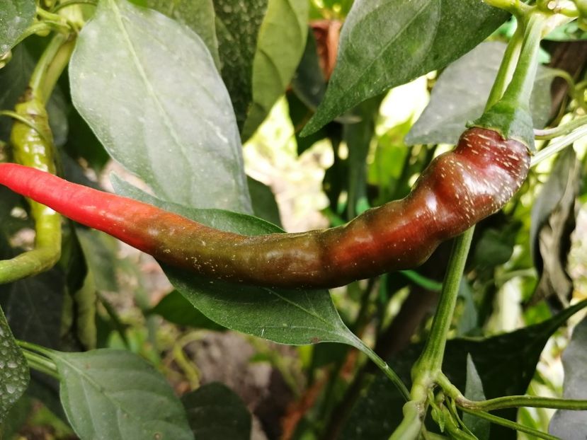  - SEMINTE ARDEI IUTE - AI 131 SPANISH CHILLI RED neizolat