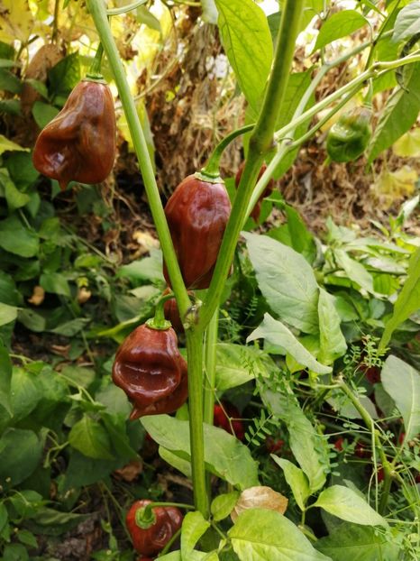  - ARDEI IUTE - AI 130 DEVIL S CLAW CHOCOLAT neizolat