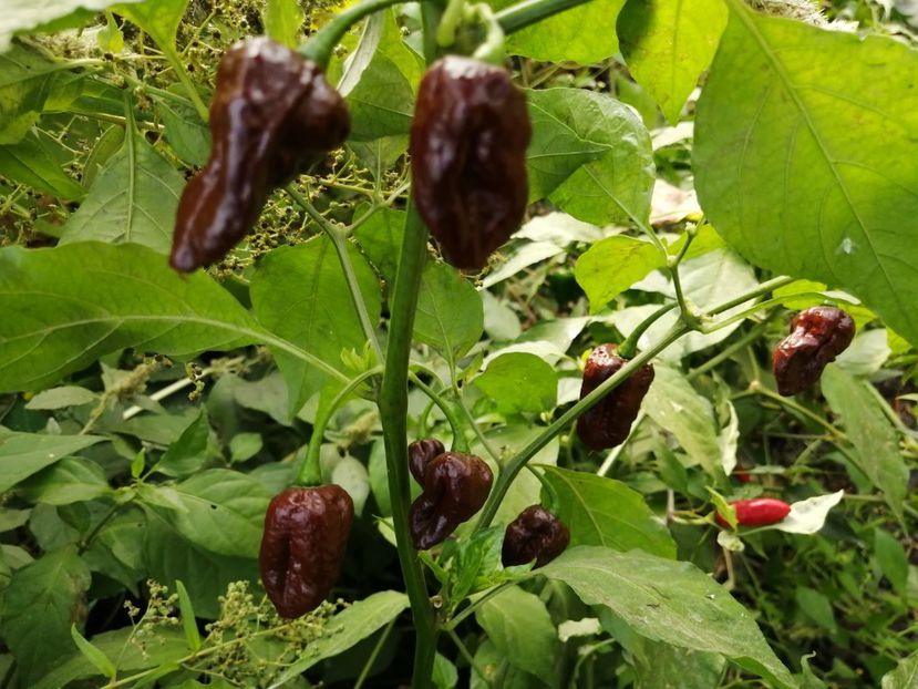  - SEMINTE ARDEI IUTE - AI 129 BHUTLAN CHOCOLAT neizolat