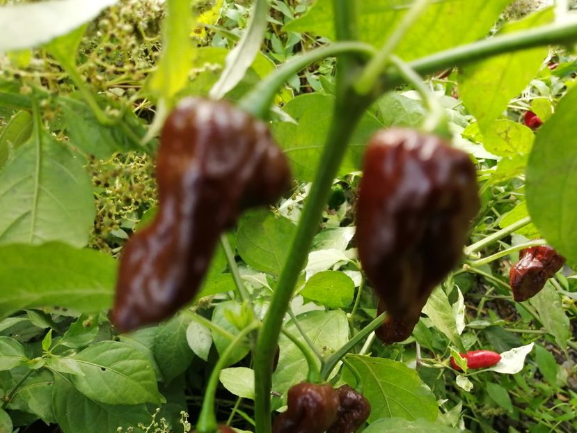  - SEMINTE ARDEI IUTE - AI 129 BHUTLAN CHOCOLAT neizolat