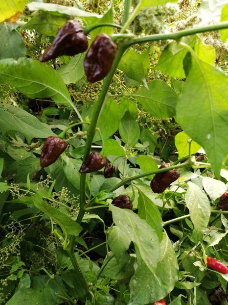  - SEMINTE ARDEI IUTE - AI 129 BHUTLAN CHOCOLAT neizolat