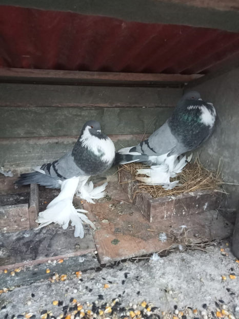  - Gusat de Pomerania