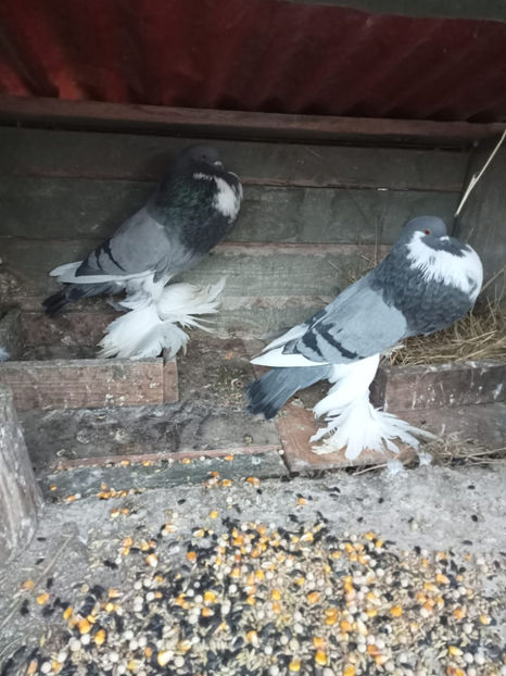  - Gusat de Pomerania