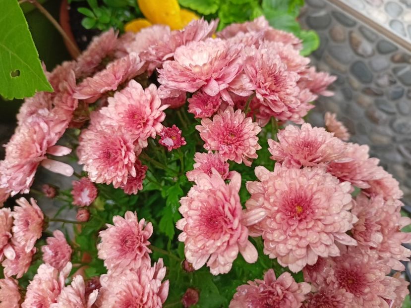  - Grădina 2023 continuare 5