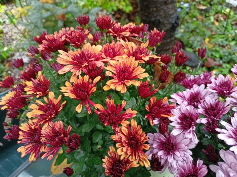  - Grădina 2023 continuare 5