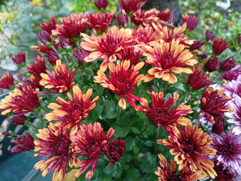  - Grădina 2023 continuare 5