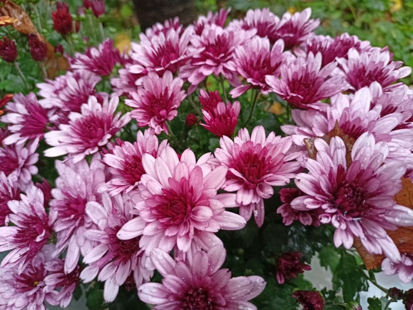  - Grădina 2023 continuare 5