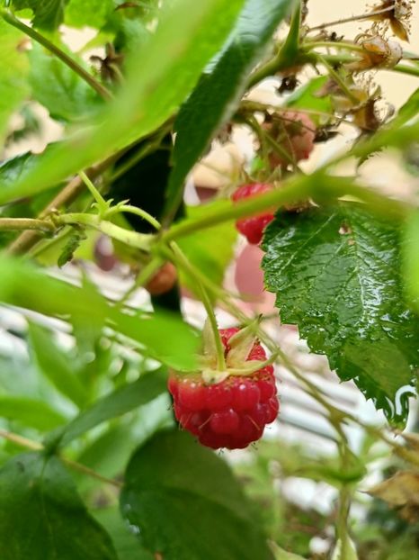  - Grădina 2023 continuare 5