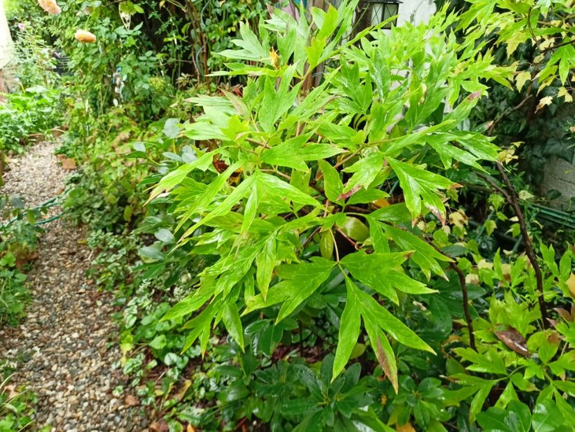  - Grădina 2023 continuare 5