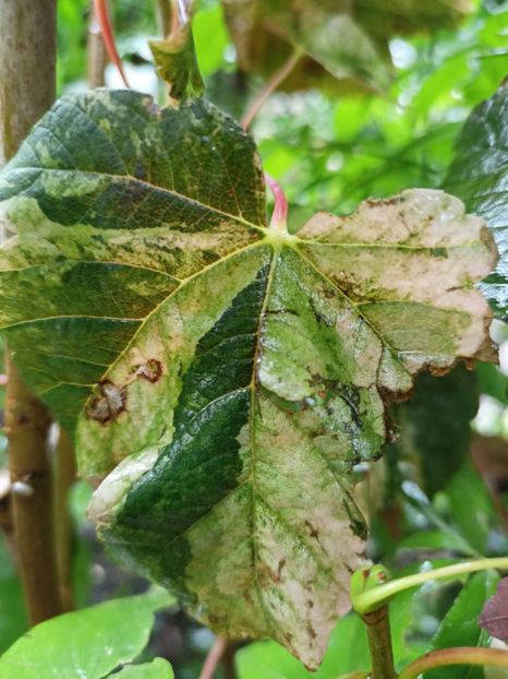 Esk Sunset - Grădina 2023 continuare 5