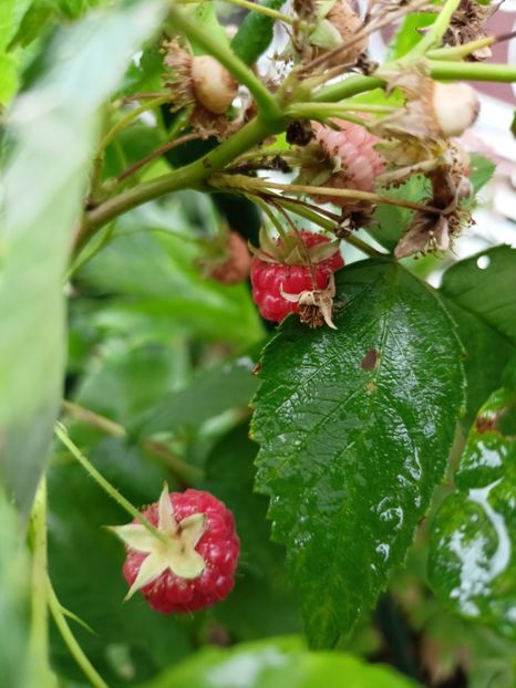  - Grădina 2023 continuare 5