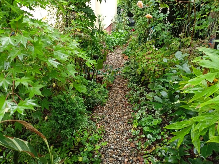  - Grădina 2023 continuare 5