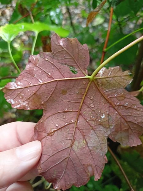 Esk Sunset - Grădina 2023 continuare 5