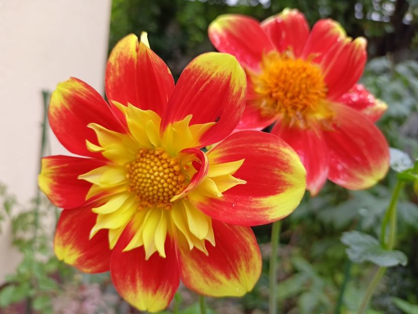  - Grădina 2023 continuare 5