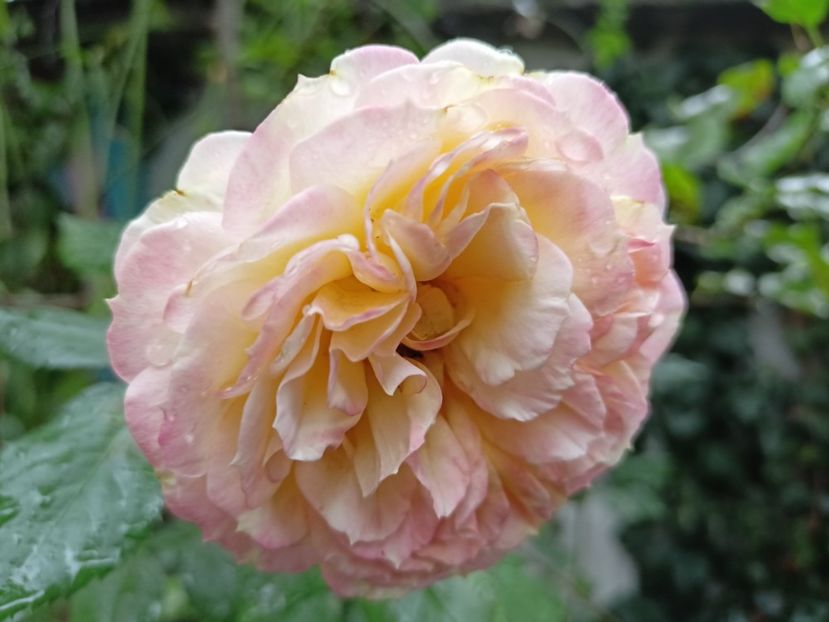  - Grădina 2023 continuare 5