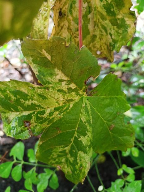  - Grădina 2023 continuare 5