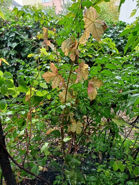 Acer platanoides Esk Sunset - Grădina 2023 continuare 5